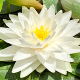 Gonnere White Waterlily - Plants for Ponds 