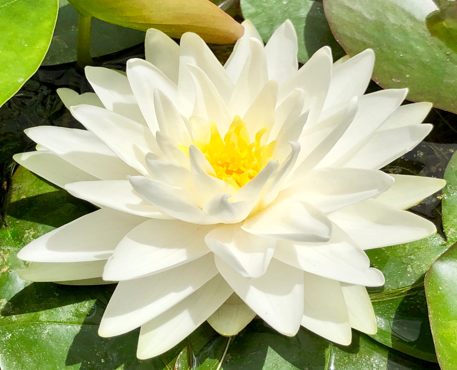 perrys double white water lily Gonnere Waterlily