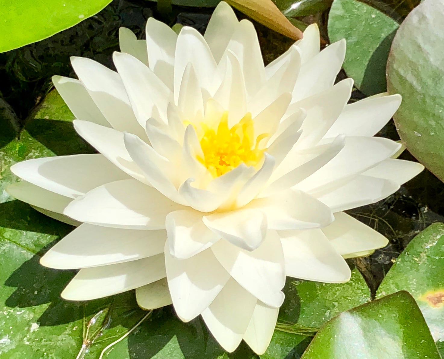 Gonnere White Waterlily - Plants for Ponds 