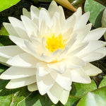 Gonnere White Waterlily - Plants for Ponds 