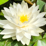 Gonnere White Waterlily - Plants for Ponds 