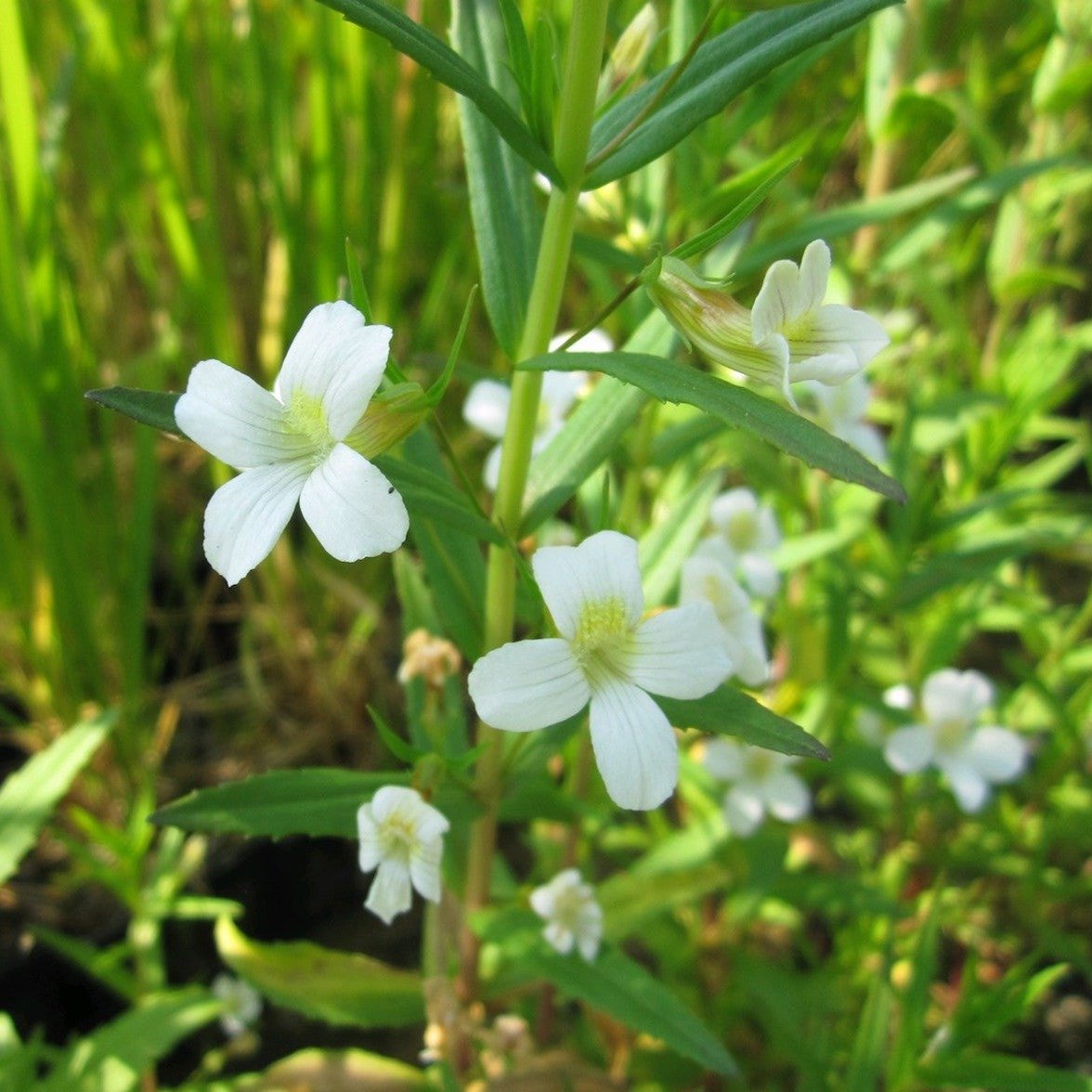 Summer Snowflake (Gratiola officinalis)