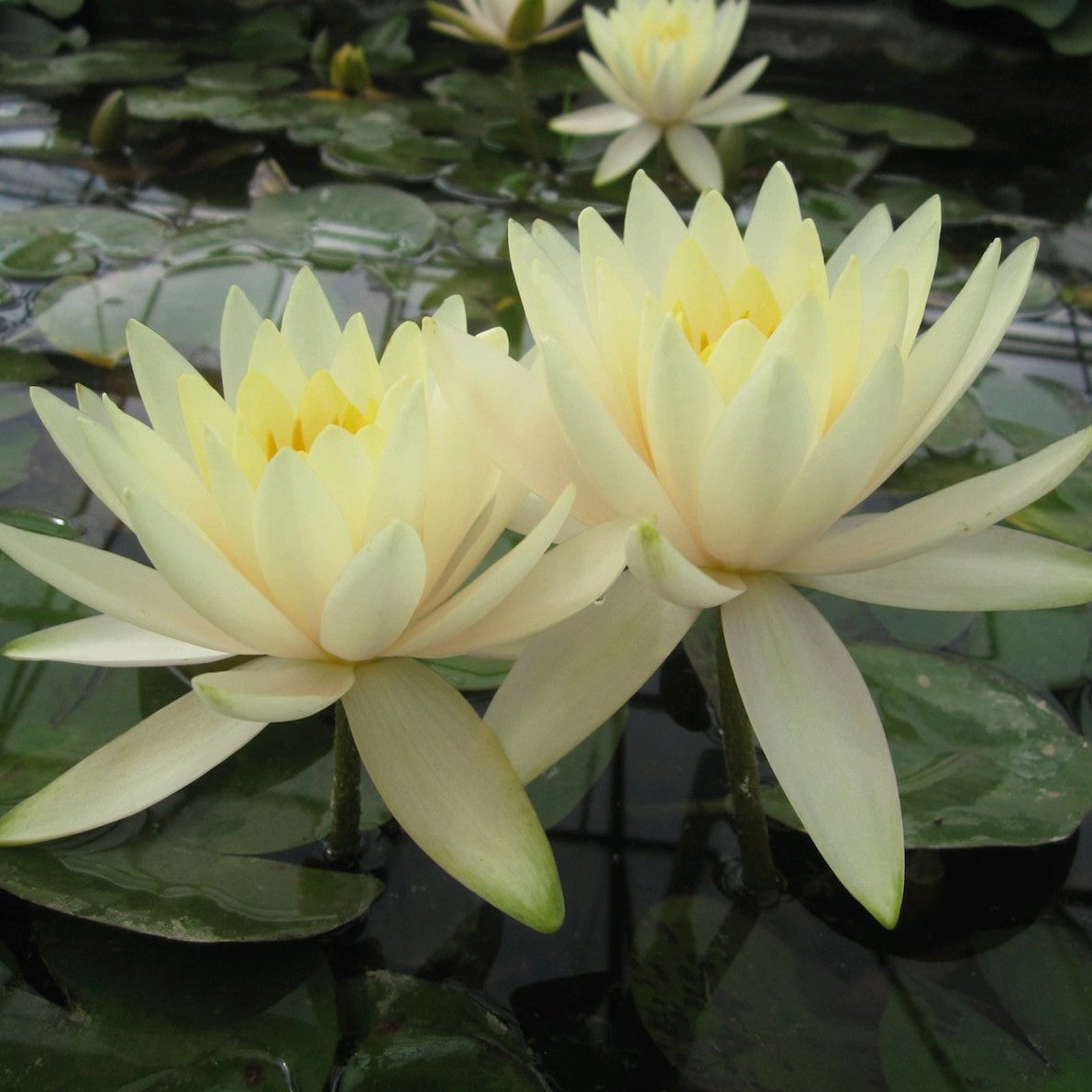 Inner Light - Water lily (Nymphaea Inner Light)