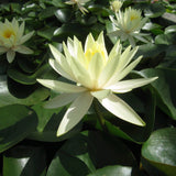 Inner Light - Water lily (Nymphaea Inner Light)