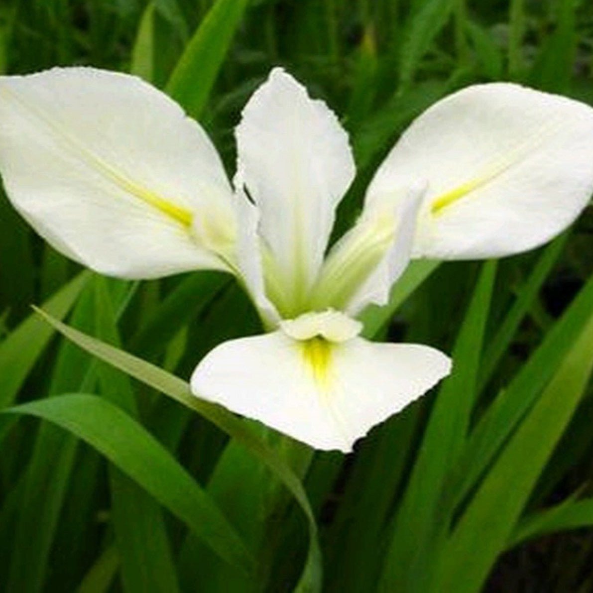 Iris louisiana 'Her Highness' - Plants for Ponds