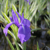 Iris laevigata 'Variegata'