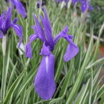 Iris laevigata 'Variegata'