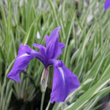Iris laevigata 'Variegata'