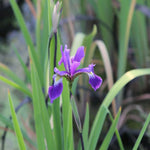 Iris Robusta 'Gerald Derby' - Plants for Ponds