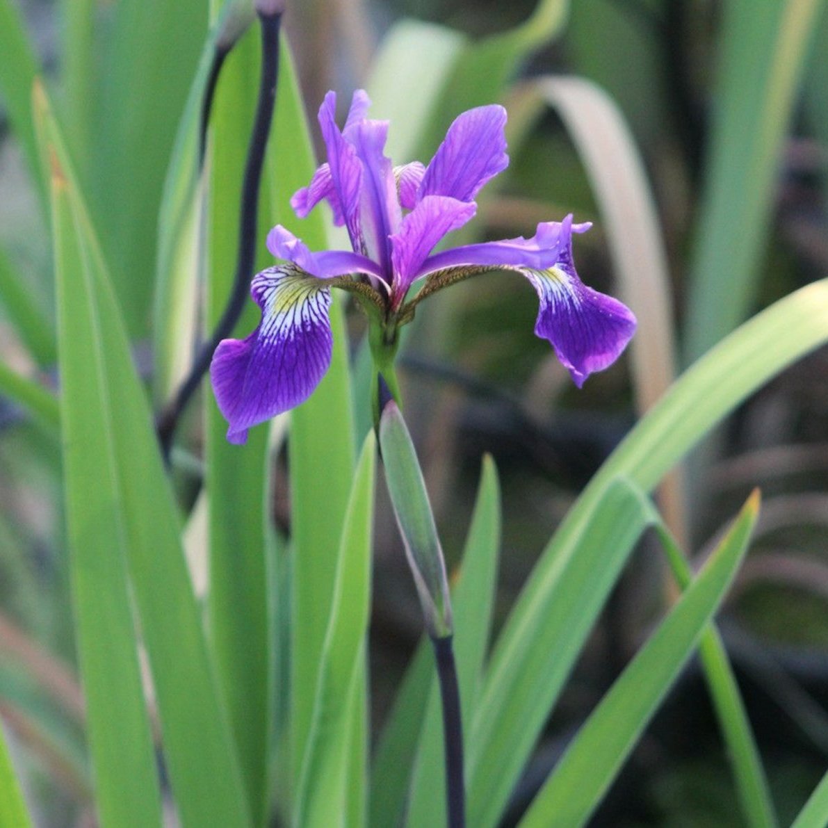 Iris Robusta 'Gerald Derby' - Plants for Ponds