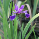 Iris Robusta 'Gerald Derby' - Plants for Ponds