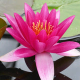 James Brydon - Water lily (Nymphaea James Brydon)