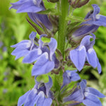 Blue Lobelia (Lobelia siphilitica)