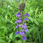 Blue Lobelia (Lobelia siphilitica)