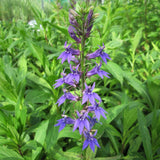 Blue Lobelia (Lobelia siphilitica)