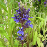 Purple Lobelia (Lobelia verdrariensis)