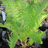 Shuttlecock Fern (Matteucia struthiopteris)