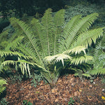 Shuttlecock Fern (Matteucia struthiopteris)