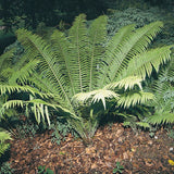 Shuttlecock Fern (Matteucia struthiopteris)