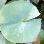 Mayla Pink Waterlily Leaf Pad- Plants for Ponds