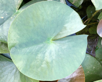 Mayla Pink Waterlily Leaf Pad- Plants for Ponds