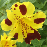 Mimulus luteus 'Queen's Prize' Pond Marginal - Plants for Ponds Ltd