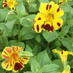 Mimulus luteus 'Queen's Prize' Pond Marginal - Plants for Ponds Ltd