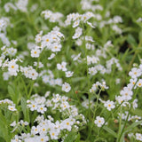 White Water Forget Me Not-(Myosotis scorpioides 'Snowflake') - Plants for Ponds Ltd.