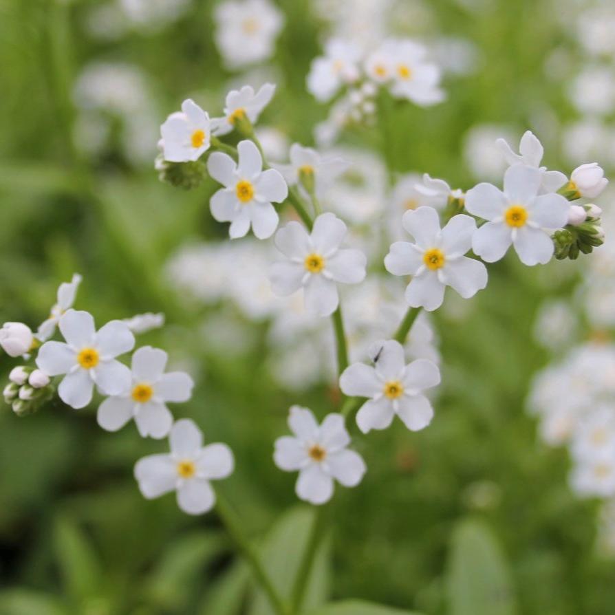 White Water Forget Me Not-(Myosotis scorpioides 'Snowflake') - Plants for Ponds Ltd