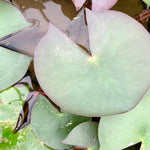 Perry's Baby Red Small Waterlily Leaf Pad - Plants for Ponds