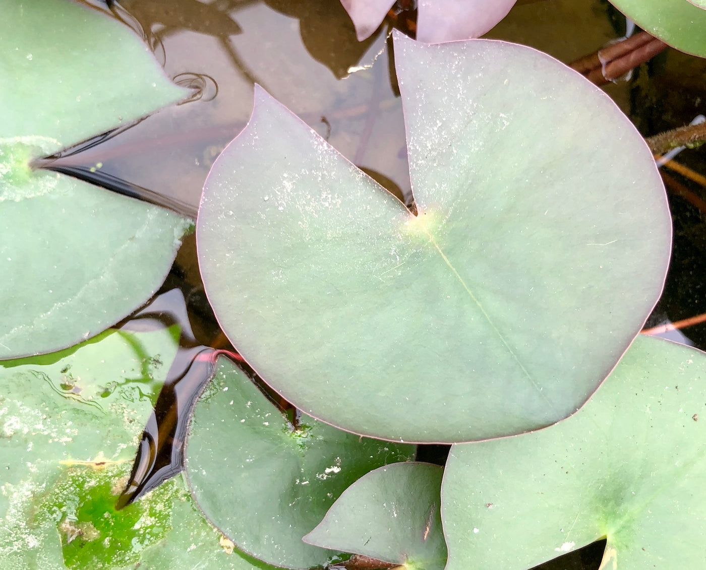 Perry's Baby Red Small Waterlily Leaf Pad - Plants for Ponds