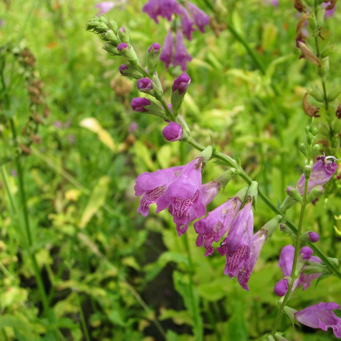 Obedient Plant (Physostegia virginiana)