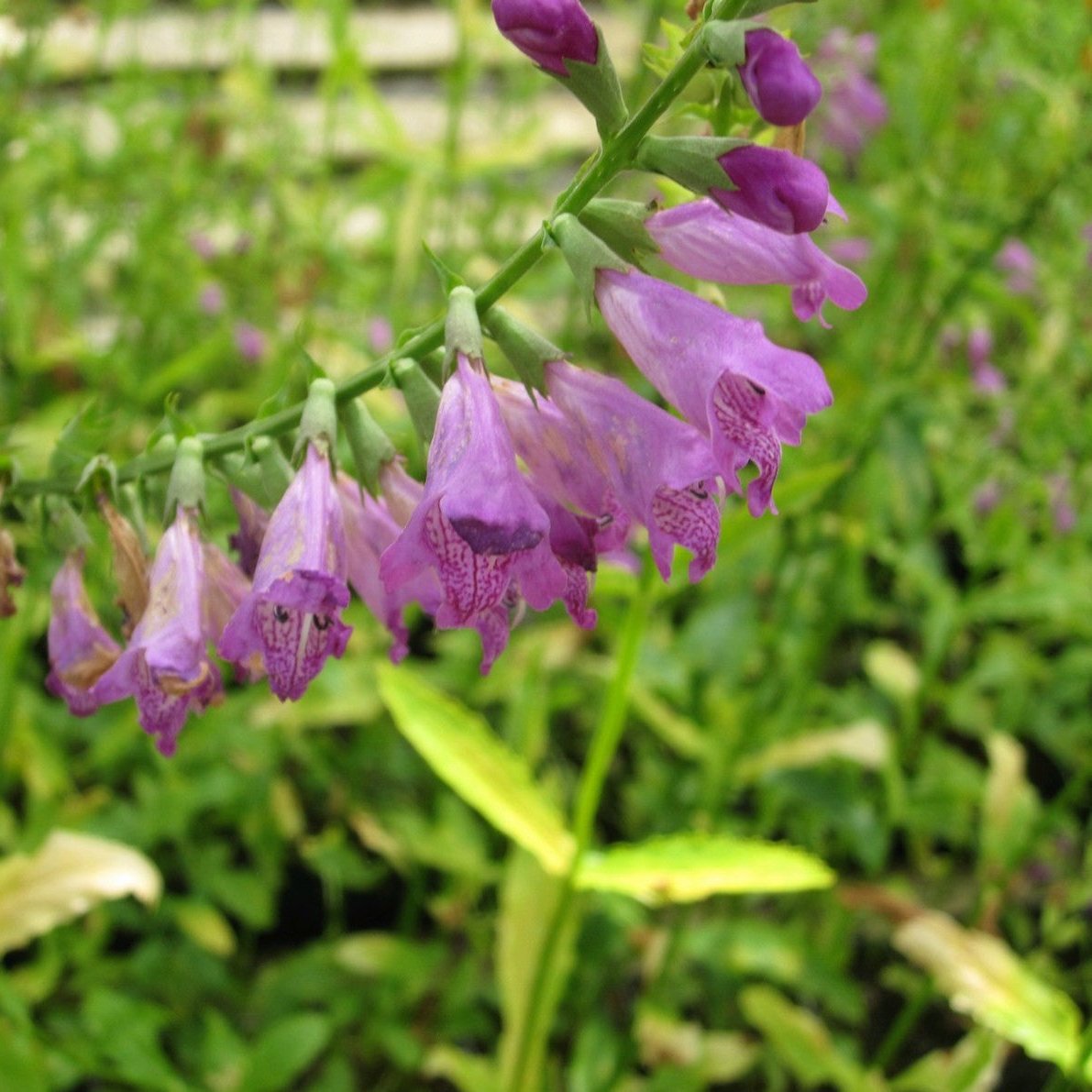Obedient Plant (Physostegia virginiana)