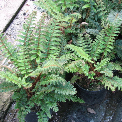 Japanese tassel fern (Polystichum polyblepharum)