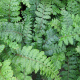 Japanese tassel fern (Polystichum polyblepharum)