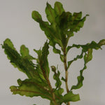 Curly Pondweed (Potamogeton crispus)