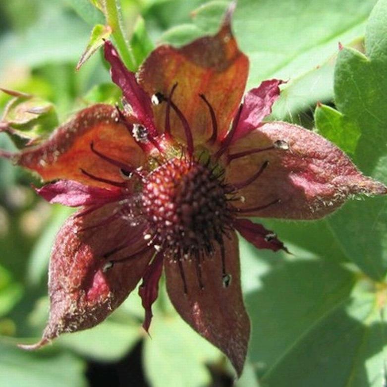 Marsh Cinquefoil (Potentilla palustris)