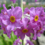 Primula beesiana