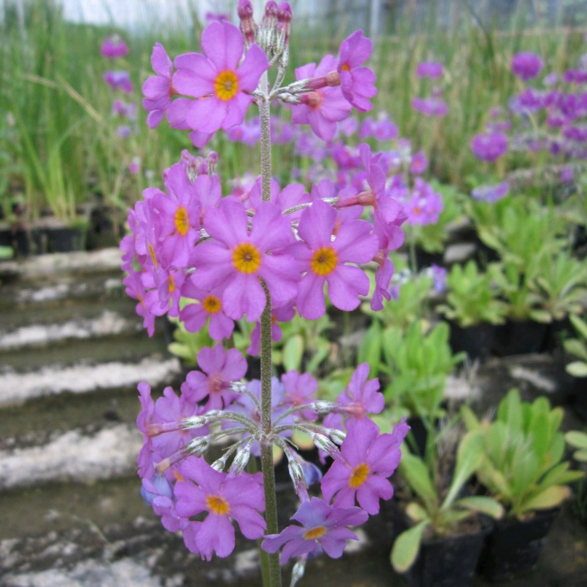 Primula beesiana