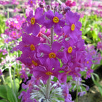Primula beesiana