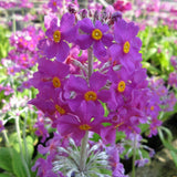 Primula beesiana