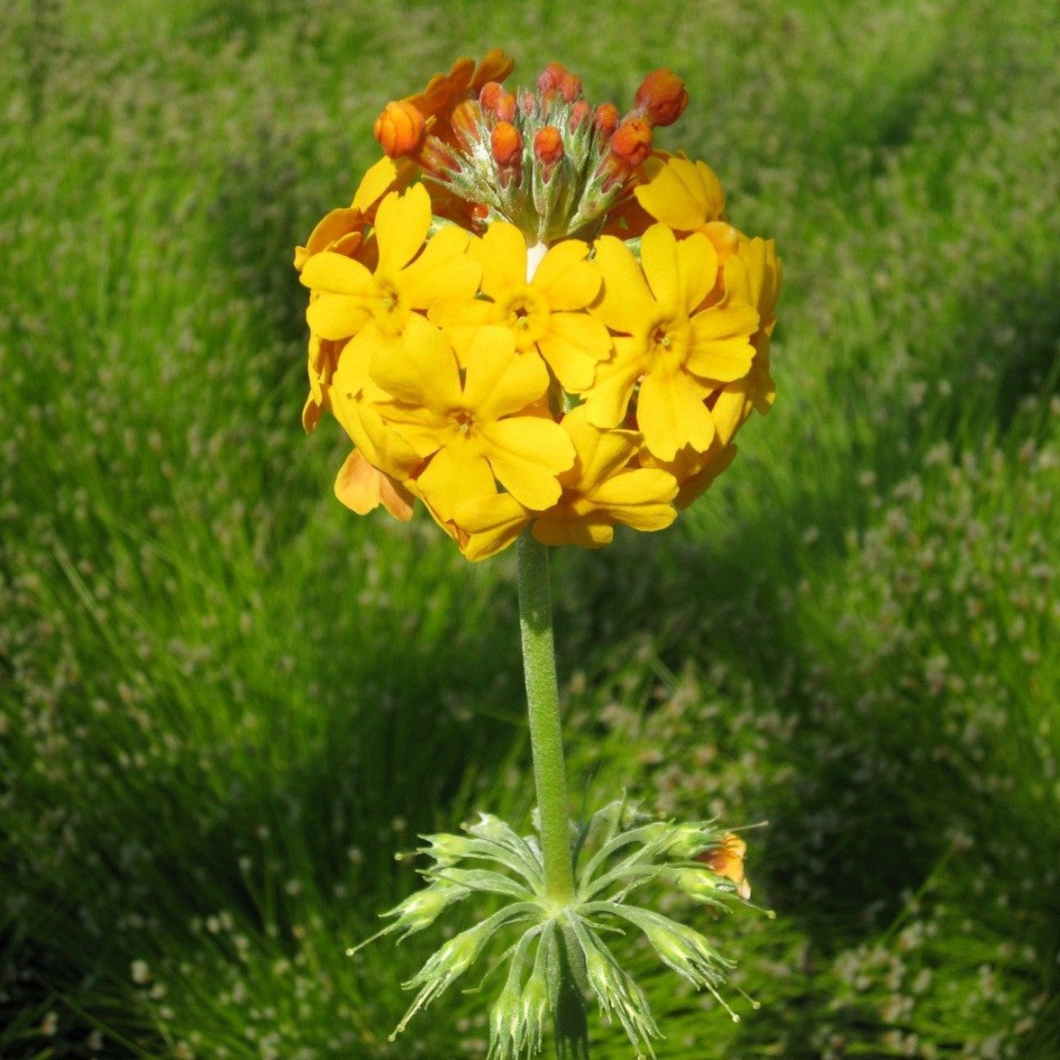 Primula bullyeyana