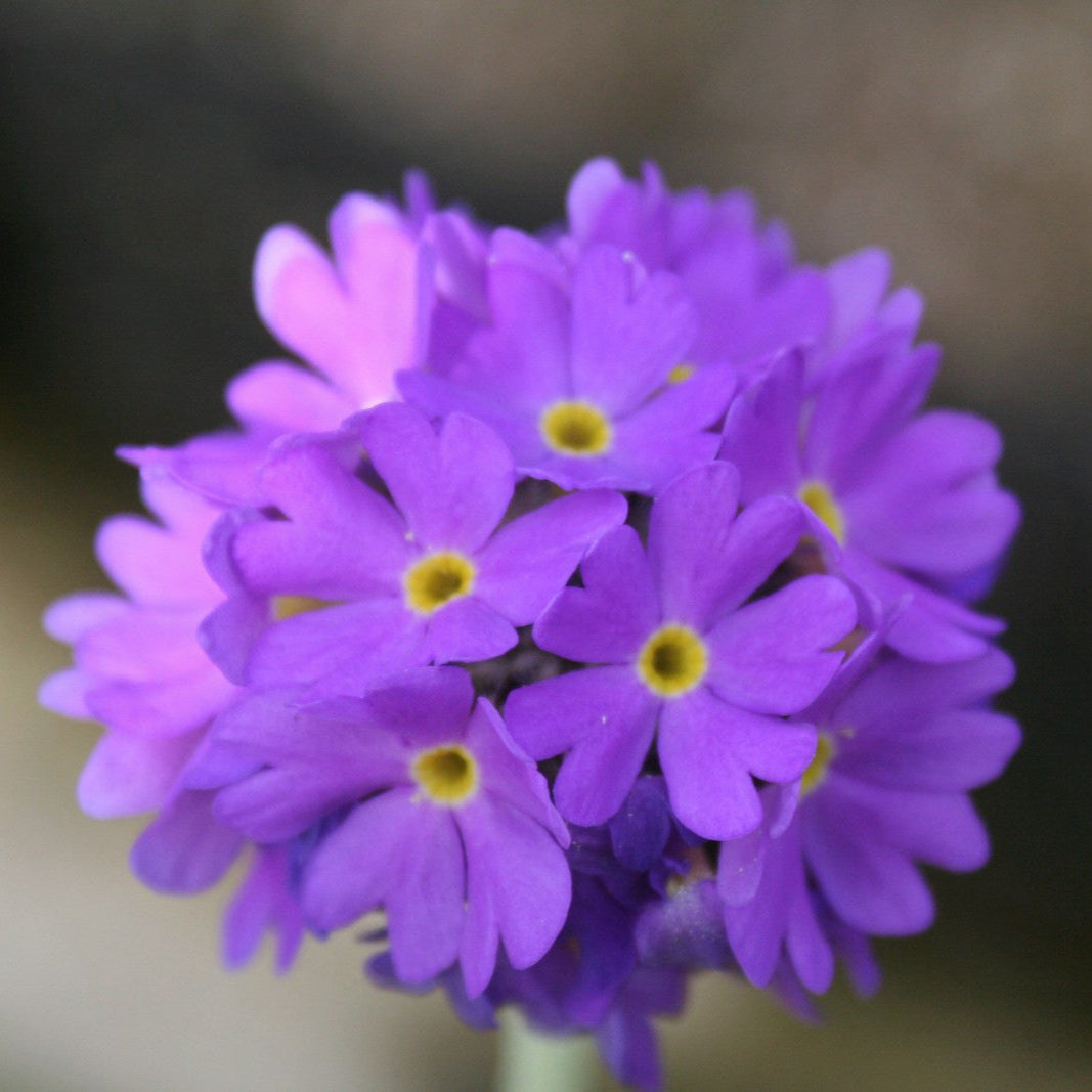 Primula denticulata