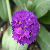 Primula denticulata