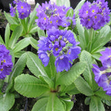 Primula denticulata