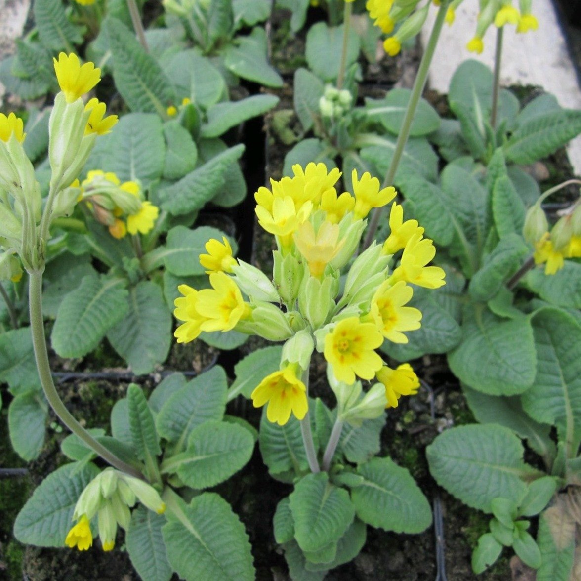 Primula veris