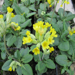 Primula veris