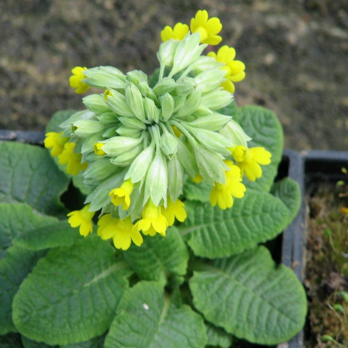 Primula veris