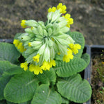 Primula veris