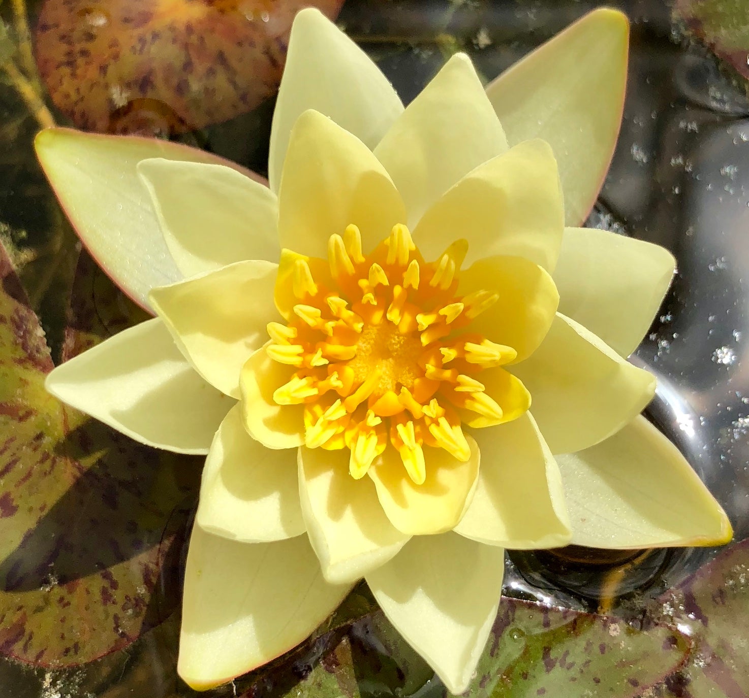 Pygmeae Helvola Yellow Dwarf Waterlily - Plants for Ponds